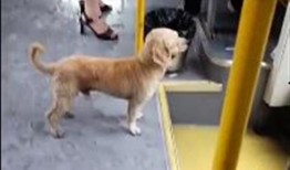 网友爆料狗狗视频下载大全