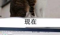 黑喵最新爆料新闻,最新爆料新闻背后的惊人真相