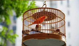 花鸟笼在线观看影片,穿越时空的美丽邂逅