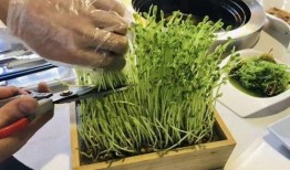 潮汕小豆苗爆料视频,揭秘潮汕美食背后的故事