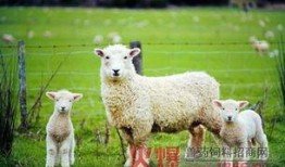 小羊妈妈爆料视频播放在线观看,独家在线观看揭秘幕后真相