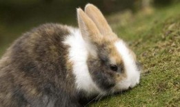 美国兔子人爆料视频播放,揭秘神秘组织内幕