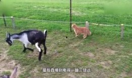 小羊妈妈爆料视频播放在线观看,独家在线观看揭秘幕后真相