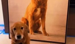 网友爆料狗狗视频下载大全