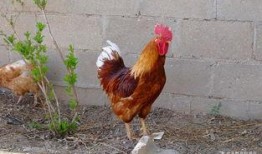 丹东溜达鸡爆料最新消息,揭秘事件背后惊人真相