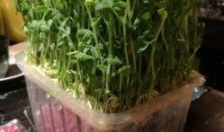 潮汕小豆苗爆料视频,揭秘潮汕美食背后的故事