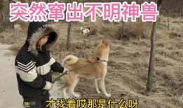 娱乐圈爆料50条狗视频,50条狗视频背后的娱乐圈秘密大揭秘
