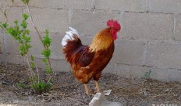 丹东溜达鸡爆料最新消息,揭秘事件背后惊人真相