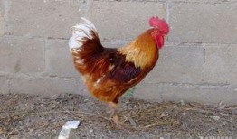 丹东溜达鸡爆料最新消息,揭秘事件背后惊人真相