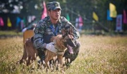 神犬奇兵电视剧在线观看,忠诚守护，热血征途，战犬传奇再现荧屏