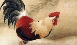 属鸡的女人在线观看,在线观看揭秘