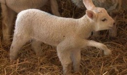 小羊妈妈爆料视频播放在线观看,独家在线观看揭秘幕后真相