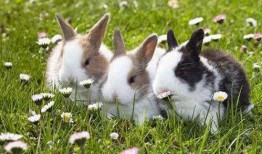 美国兔子人爆料视频播放,揭秘神秘组织内幕