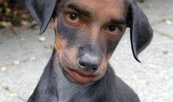 网友爆料狗狗视频下载大全