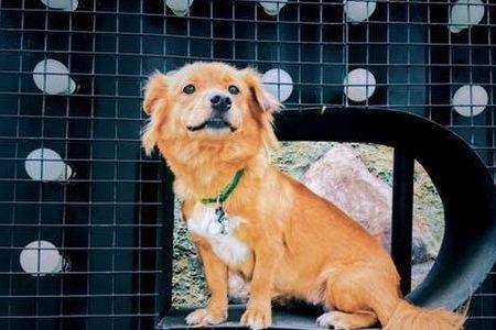 娱乐吃瓜酱最幸福的狗狗