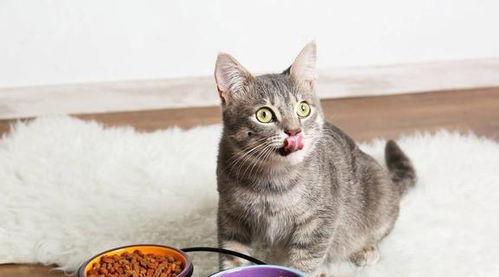 娱乐吃瓜酱29岁猫咪